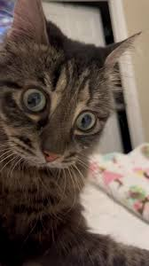 a cat with round, wide open eyes that make him look concerned/surprised